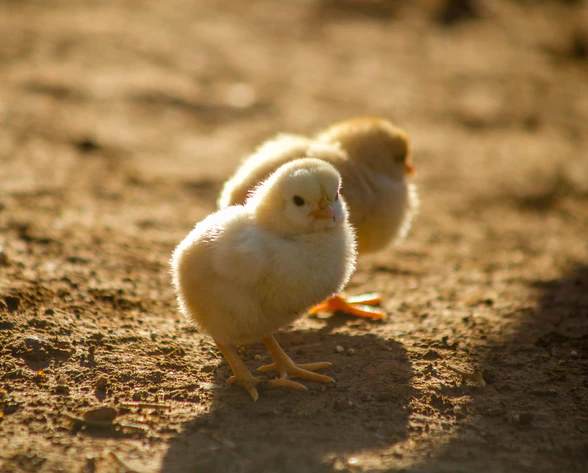 Two Baby Chicks