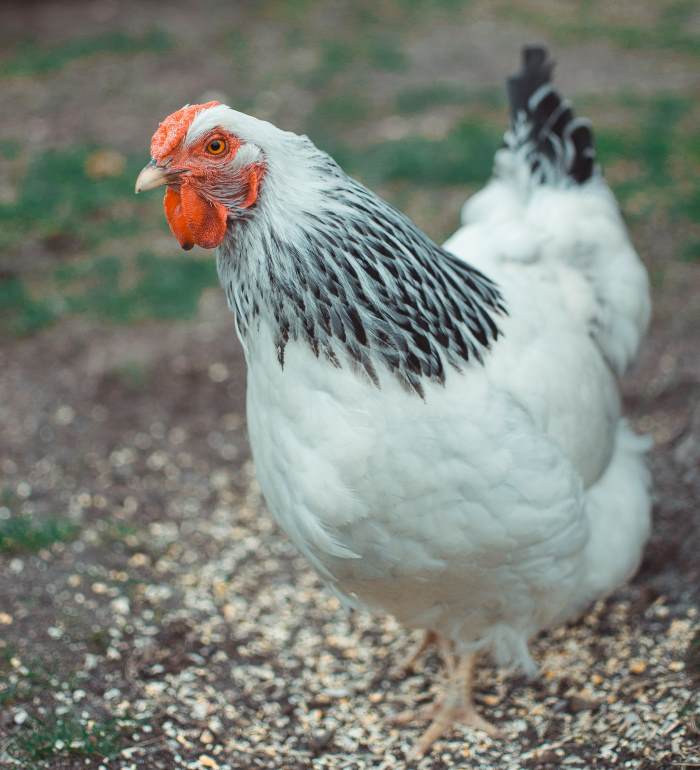 White Chicken