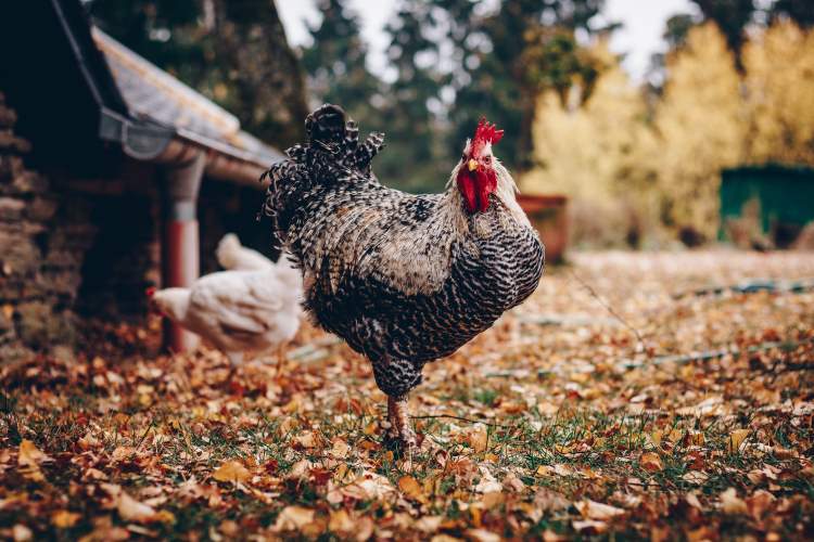 Chicken in Yard