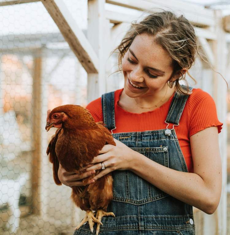 Holding a chicken