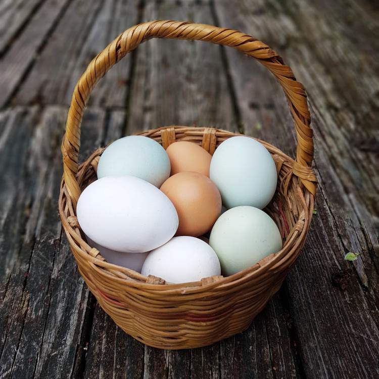 Fresh Eggs in Basket