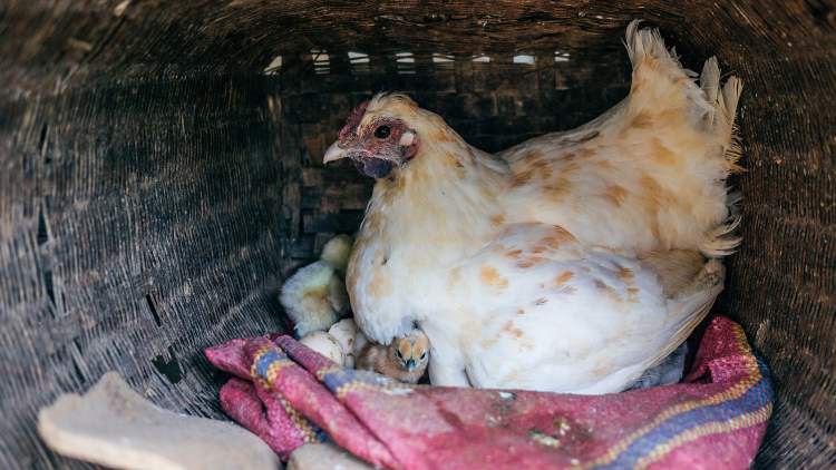 Chicken in Nesting Box
